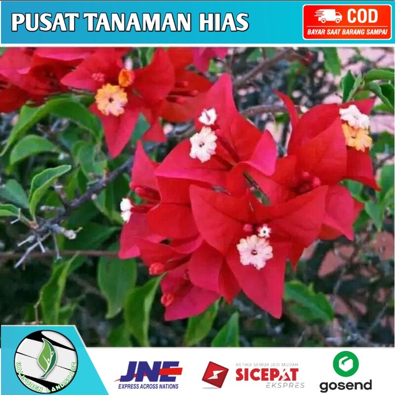 Bibit Tanaman hias Bougenville bunga merah cabai