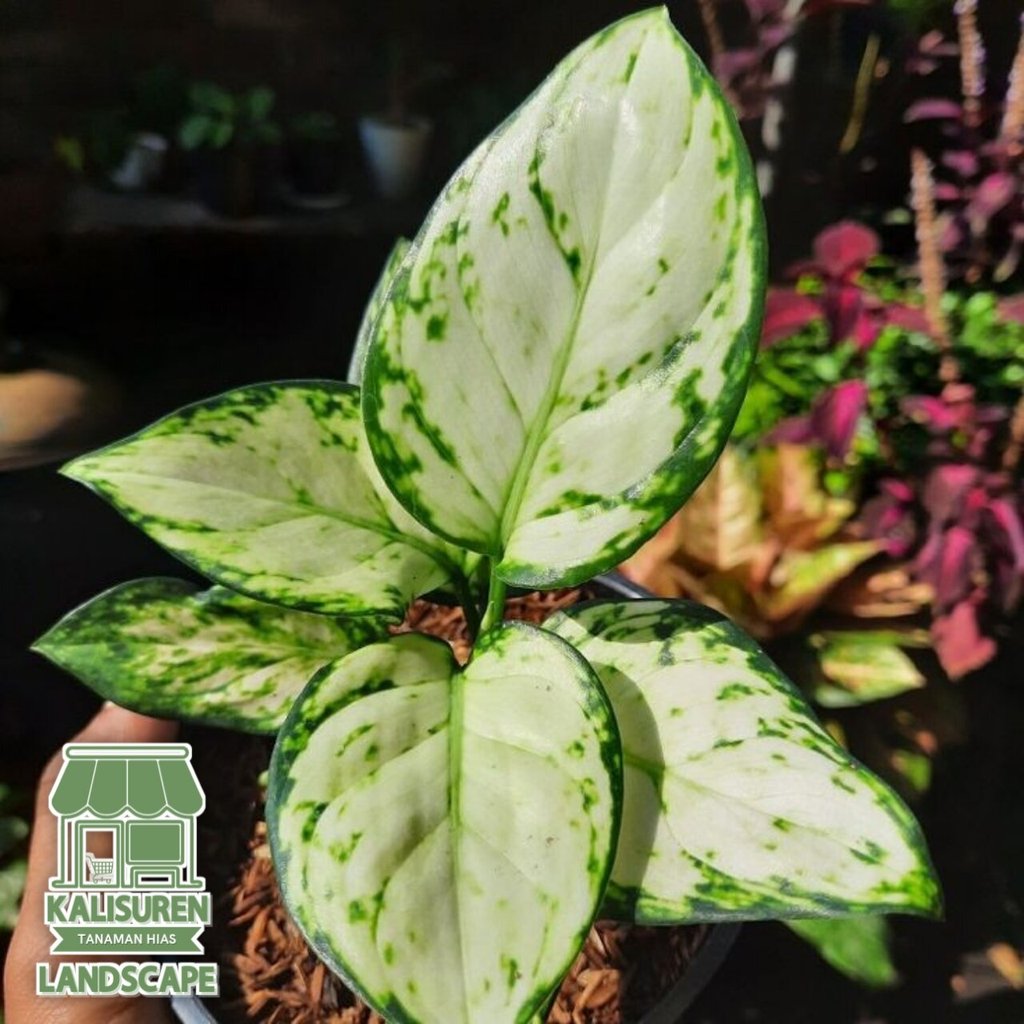 Aglonema super white + pot / tanaman hias aglonema / aglonema super white