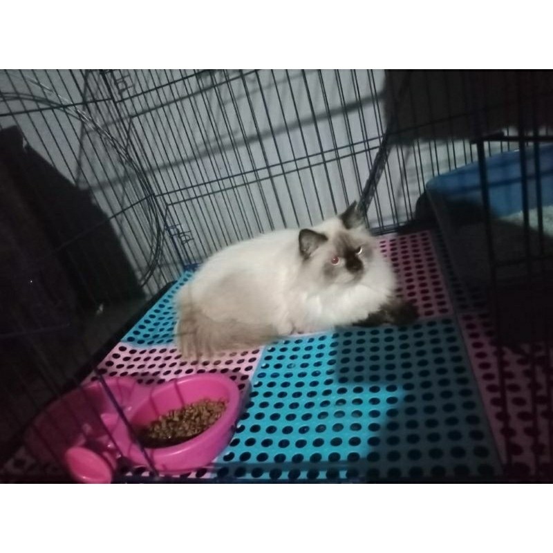 kucing Betina Himalaya ragdoll vaksin