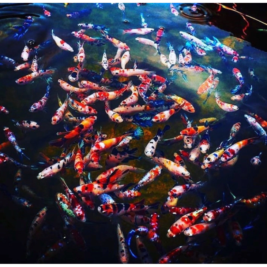 PAKET ISI 10ekor ikan cupang PK multy collor warna bagus SIAP JUAL