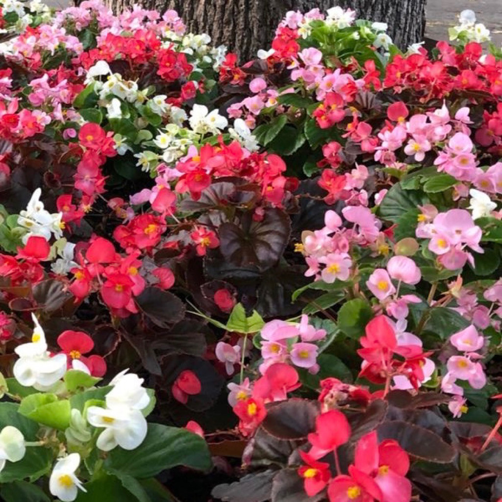 TERMURAH Tanaman Hias Begonia Merah Dengan Bunga Kuncup