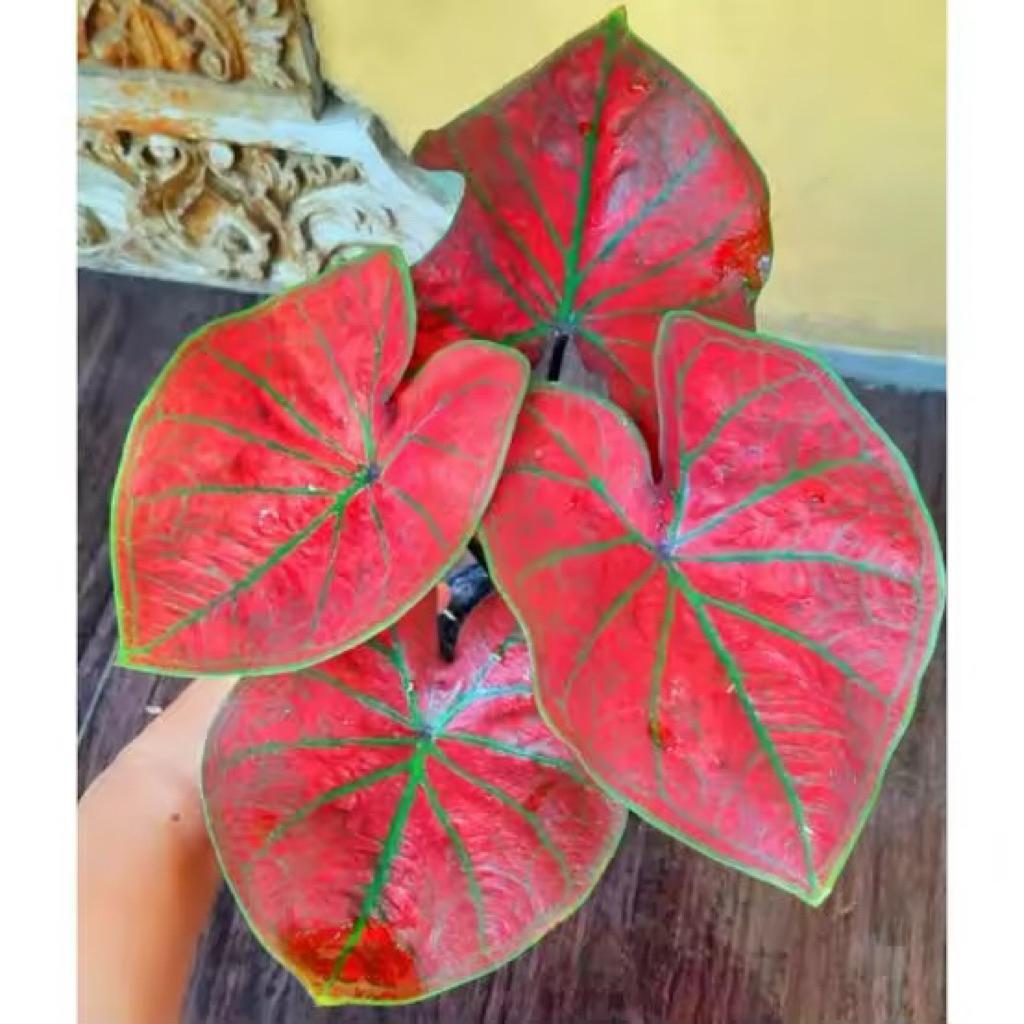 Bibit Bonggol Umbi Tanaman caladium merah thailand 022 Keladi