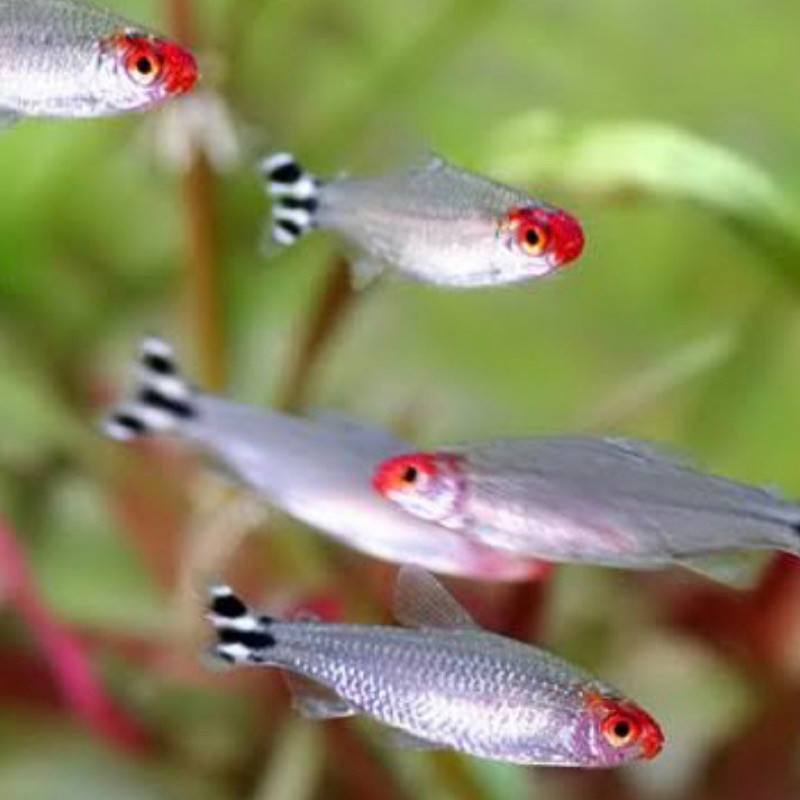IKAN HIAS RED NOSE ( PAKET ISI 10 )REDNOSE TETRA / IKAN REDNOSE TETRA HIAS AQUARIUM AQUASCAPE