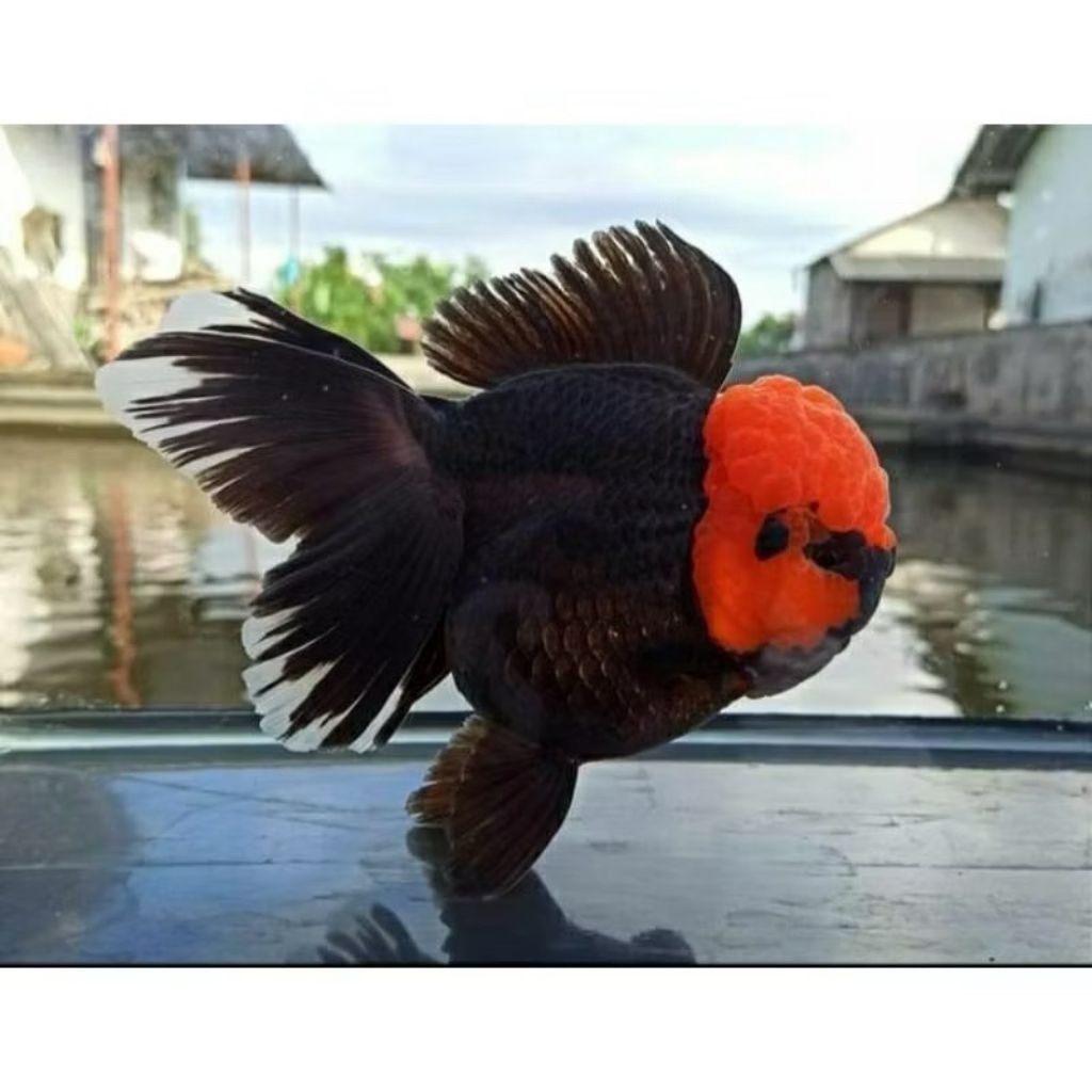 KOKI ORANDA TANCO DEWASA 7-10CM ROSTYALE BISA COD