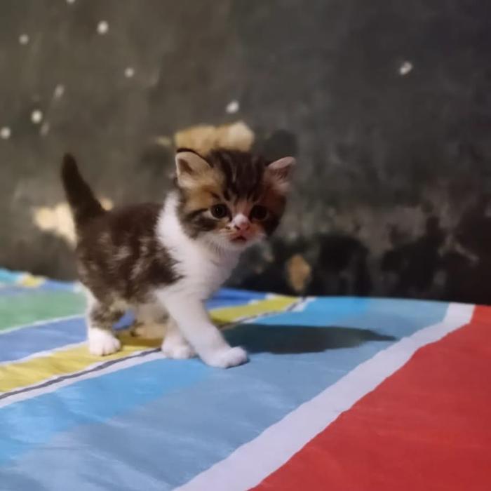 anak kucing persia