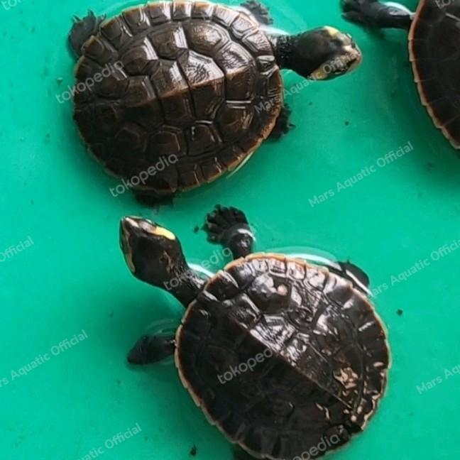 Promo KURA KURA DAMER DADA MERAH Terlaris