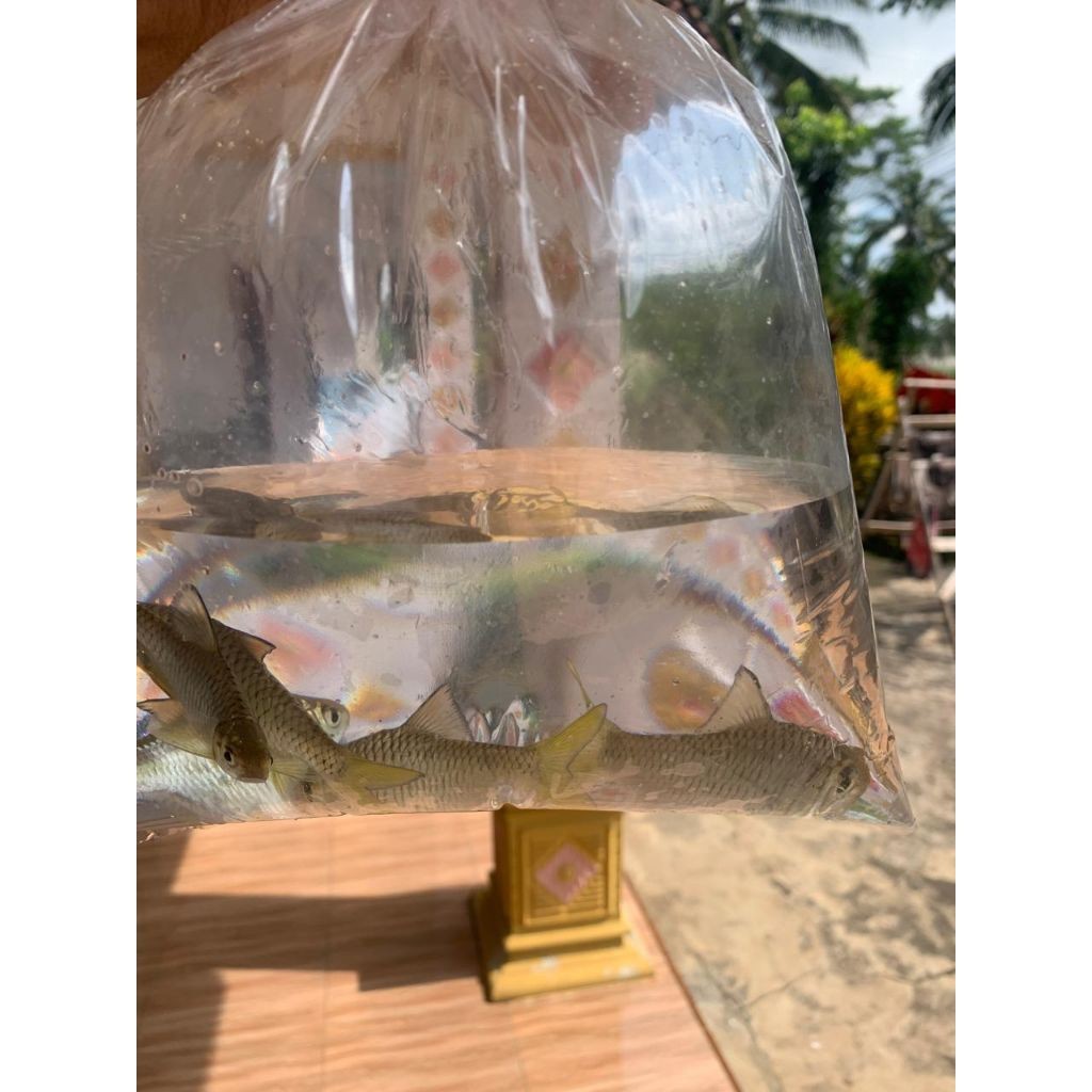 ikan  wader sirip kuning hidup bergaransi wilayah jawa