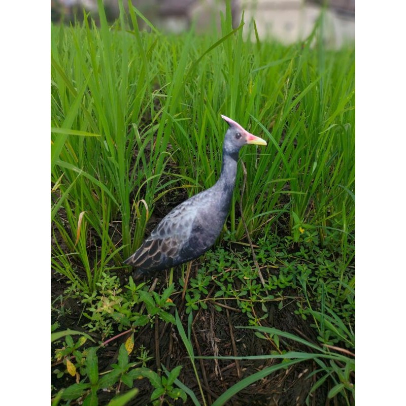 PATUNG JONTROT BURUNG AYAM AYAMAN SAWAH MIRIP ASLI AMPUH - JONTROT BURUNG AYAM AYAMAN - DECOY BURUNG