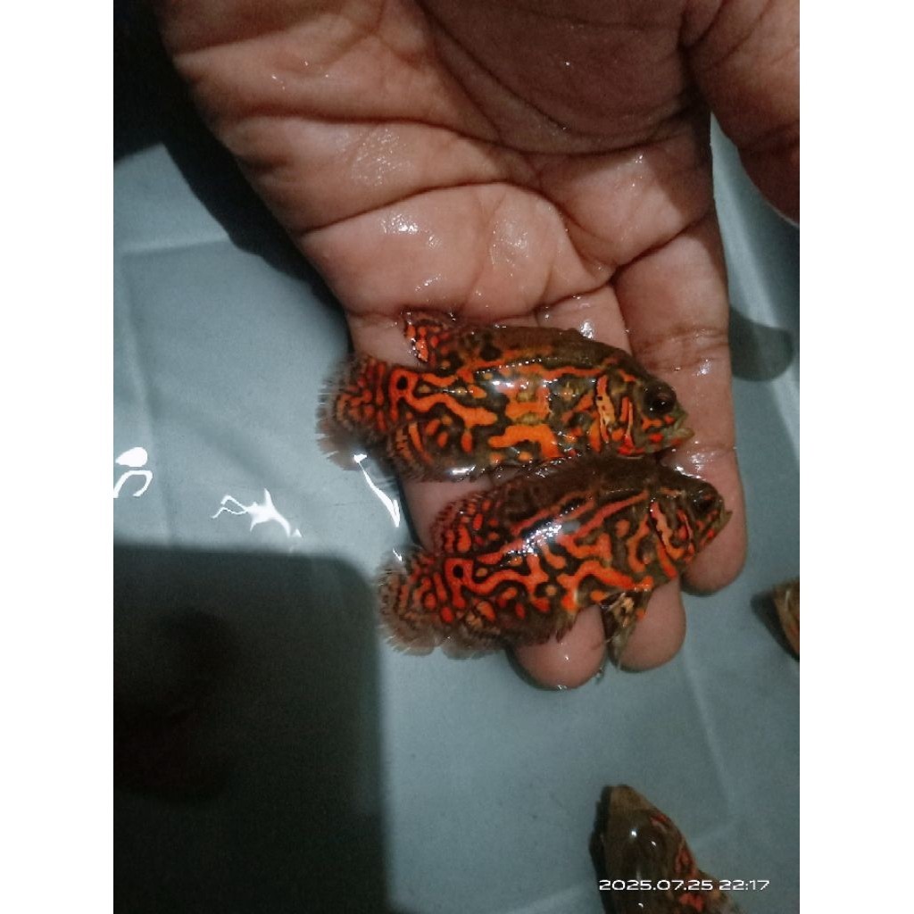 Oscar Black Tiger hitam leopart#marking super#termurah 6-8 cm