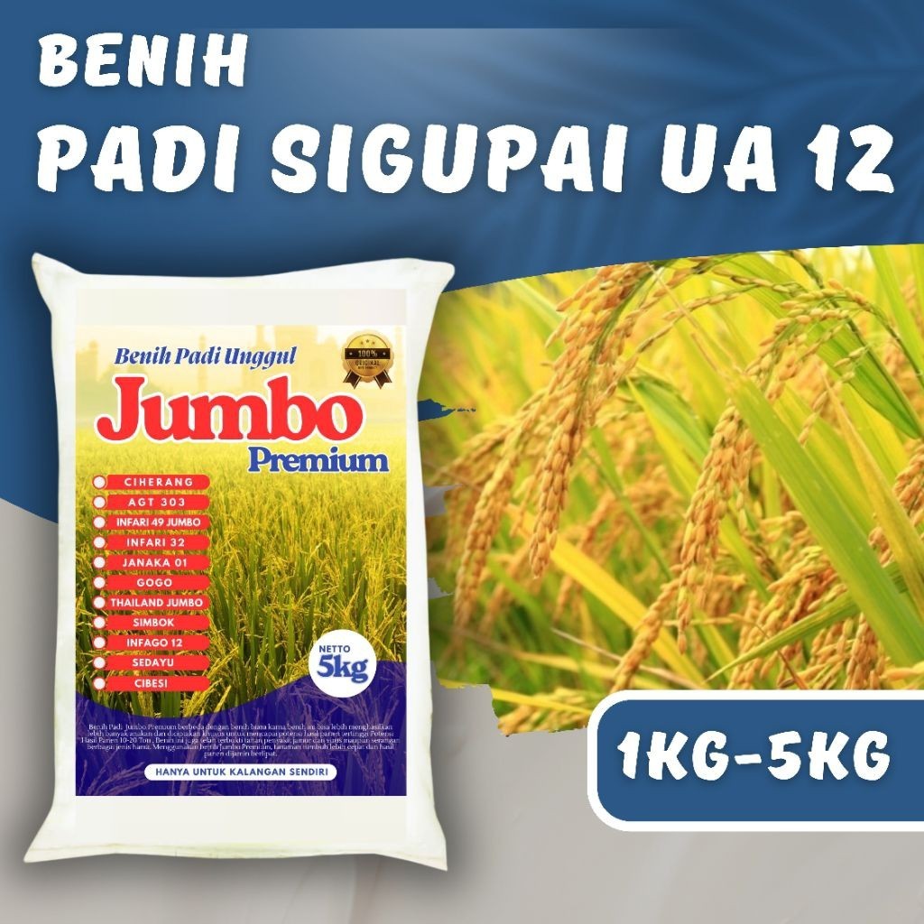 Benih padi Sigupai Ua 12 kemasan 1-5 kg Premium BENIH PADI UNGGGUL SIGUPAI UA 12 KEMASAN 5KG Berkual