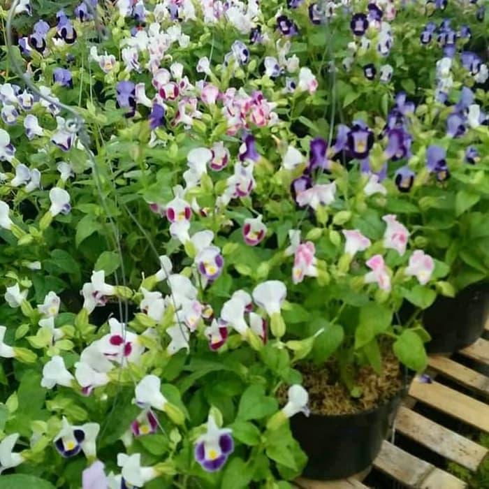 Grosir Tanaman Hias Bunga Gantung - Bibit Pohon Bunga Gantung