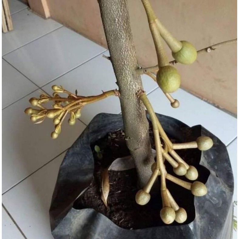 [HOT]  bibit pohon durian sudah berbunga montong bawor musangking