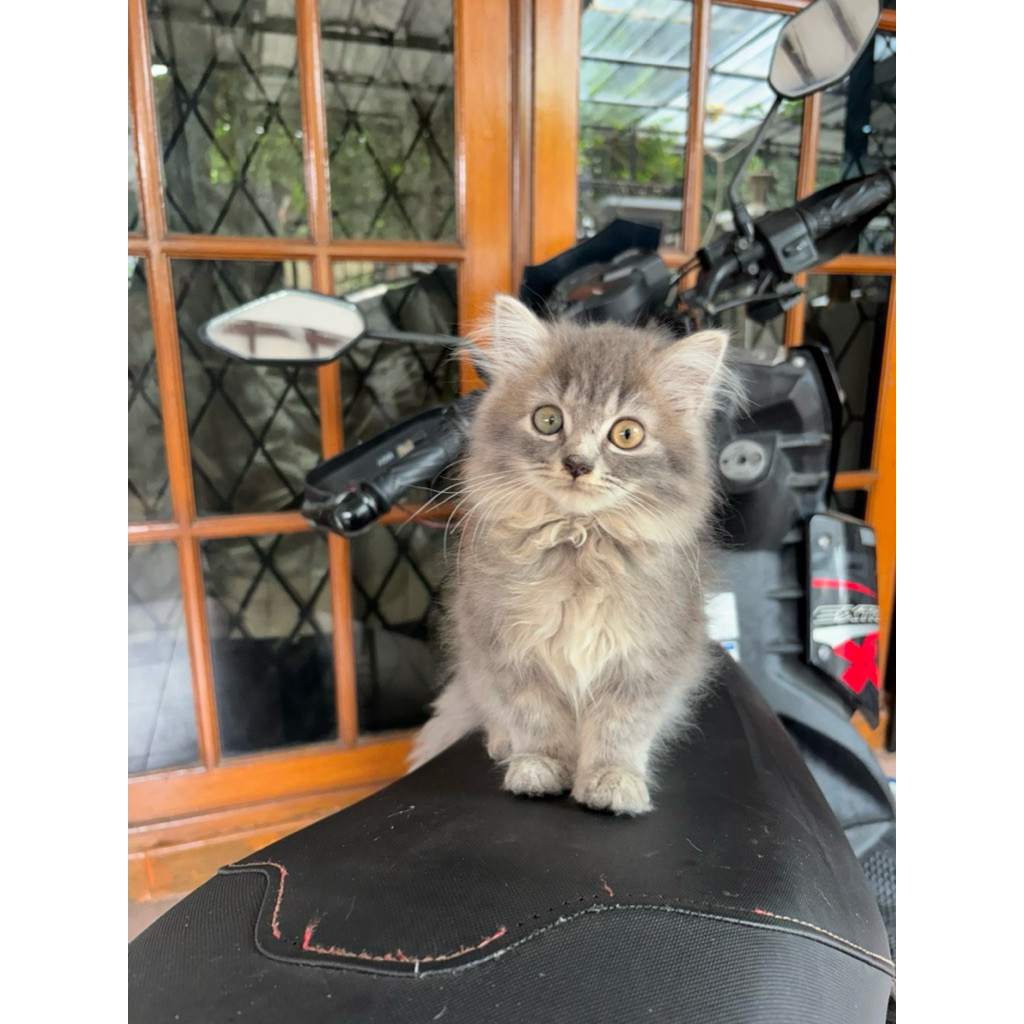 Kucing Persia Jantan Abu  3 bulan
