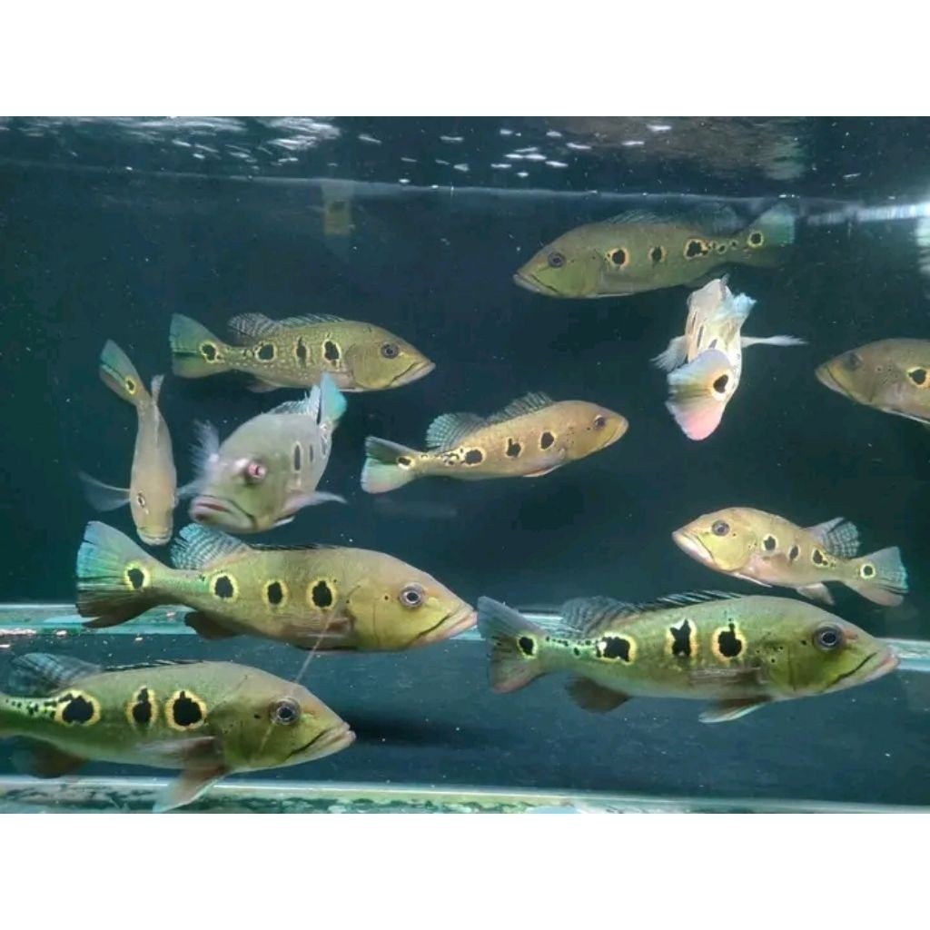 Pbass Orinoco khusus grosir size 3-4cm ikan hias termurah garansi hidup pbass kelbery monoculus pini