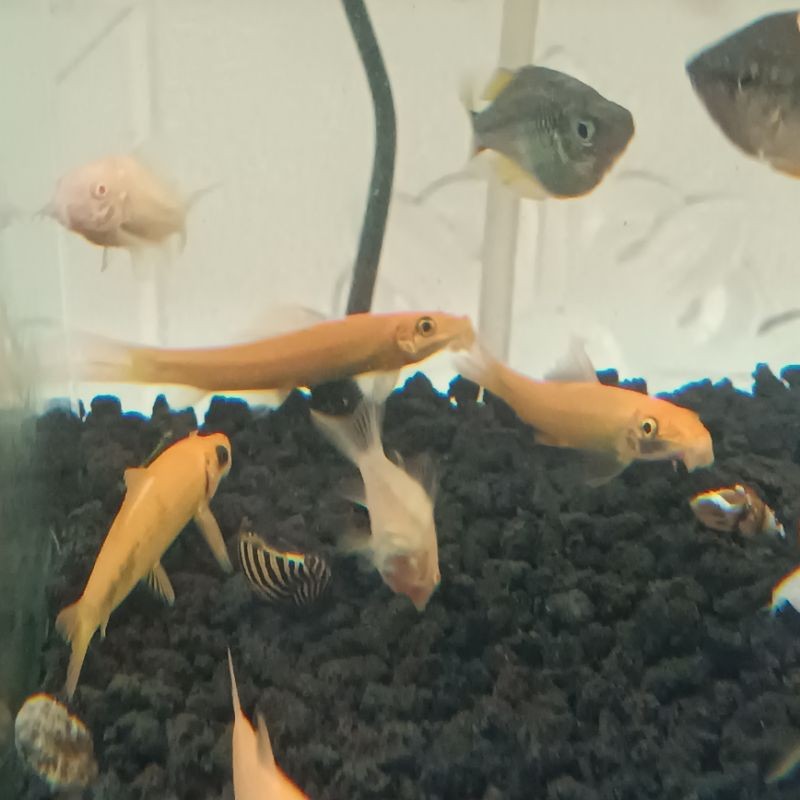 Hiasan Aquarium Ikan CAE Pemakan Algae lumut 6-7 cm