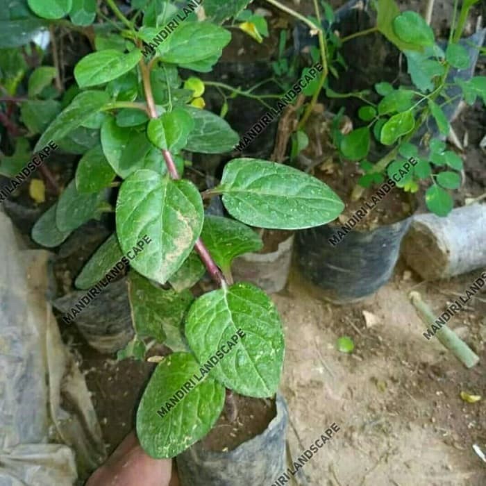 Tanaman Herbal Binahong - Bibit Pohon Binahong