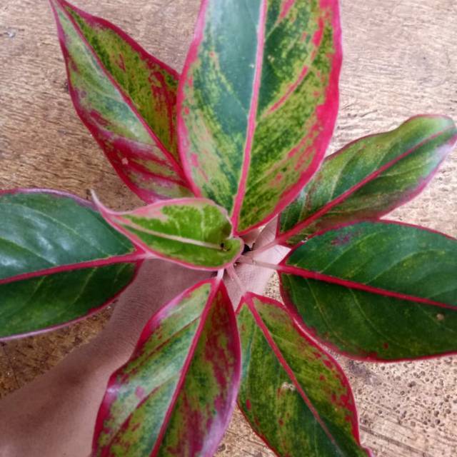 Tanaman hias aglonema lipstik - pohon aglonema lipstik