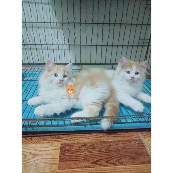 kucing ras Persia maincone Oren putih