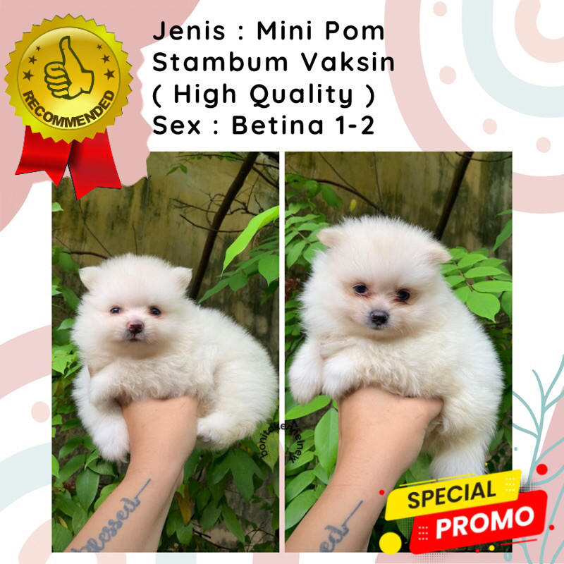 Anak Anjing Mini Pom Stambum Jantan Betina Particolor Sable