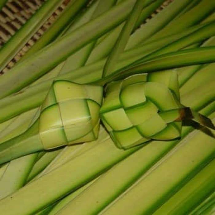 Daun janur kelapa - Asli untuk ketupat daun dijamin besar dan lebar