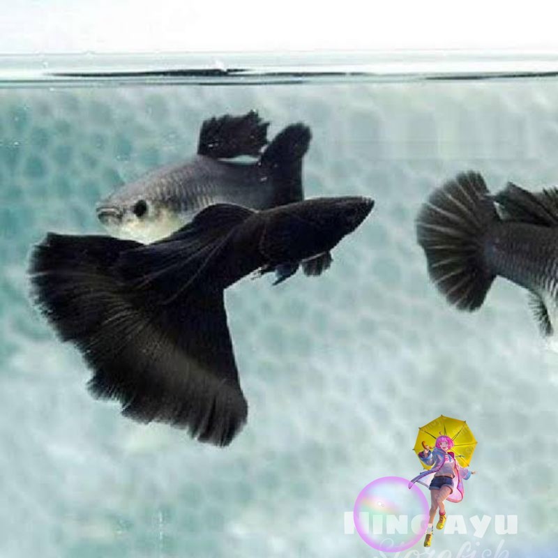 LIVE CO hiasan aquarium paket breding ikan hias Guppy black solid Moscow 4 betina 2 jantan