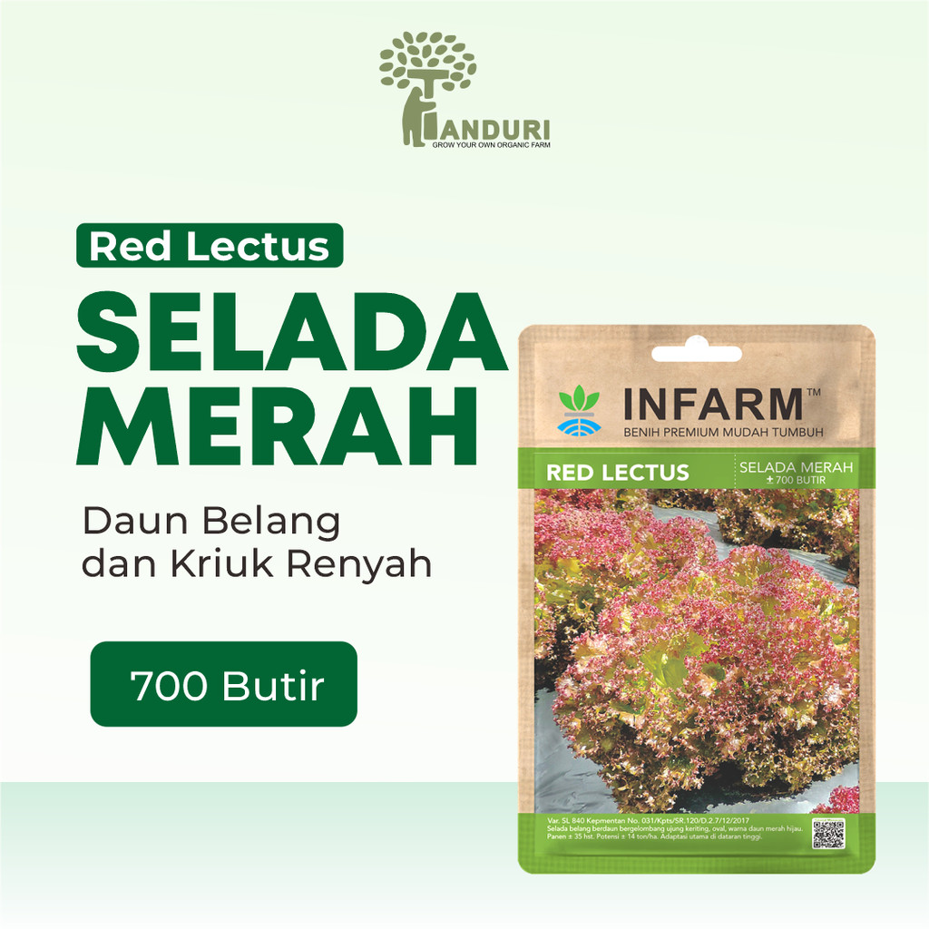 TANDURI - Benih Sayur Selada Belang Redlectus, Benih Unggul Sayur Selada Belang Bibit Super Sayur Se