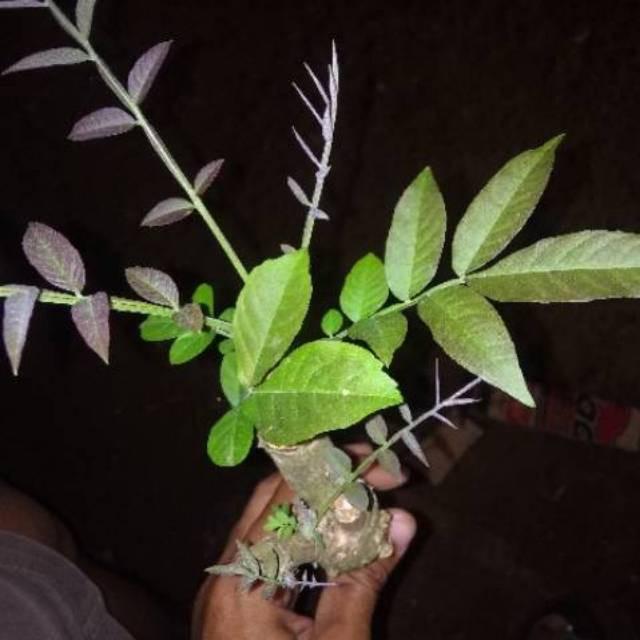 Bibit stek pohon sungkai/daun sungkai herbal cod
