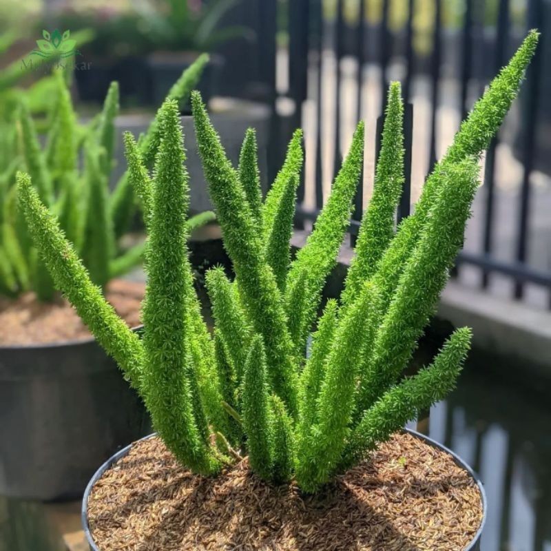 EKOR TUPAI-Tanaman Hias Ekor Tupai/Cemara Ekor Tupai - PRATAMAGARDEN