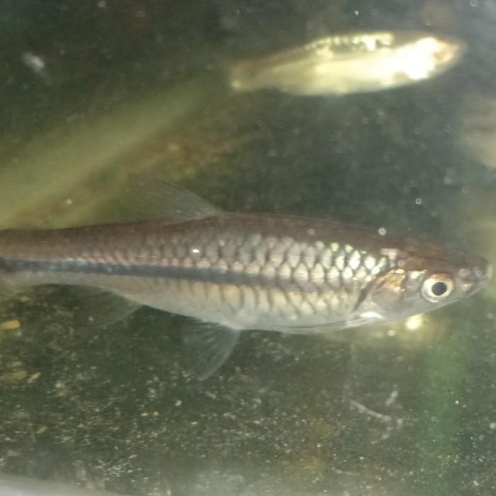 (Allthebest) ikan wader pari hidup,4-5cm