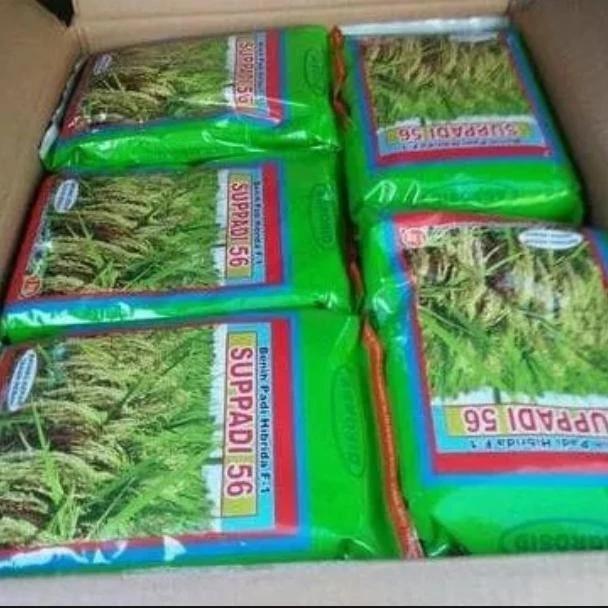 BIBIT BENIH PADI HIBRIDA F1 SUPPADI 56 PAKET  5 Kg