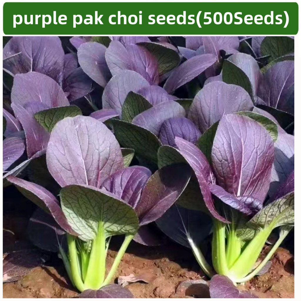 BIJI BENIH SAYUR SAWI PUTIH UNGU IMPOR -+100 BUTIR BENIH SAWI JUMBO