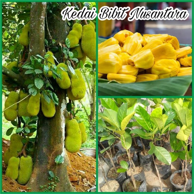 COD Bibit Nangka Madu Satu Taun Sudah Berbuah