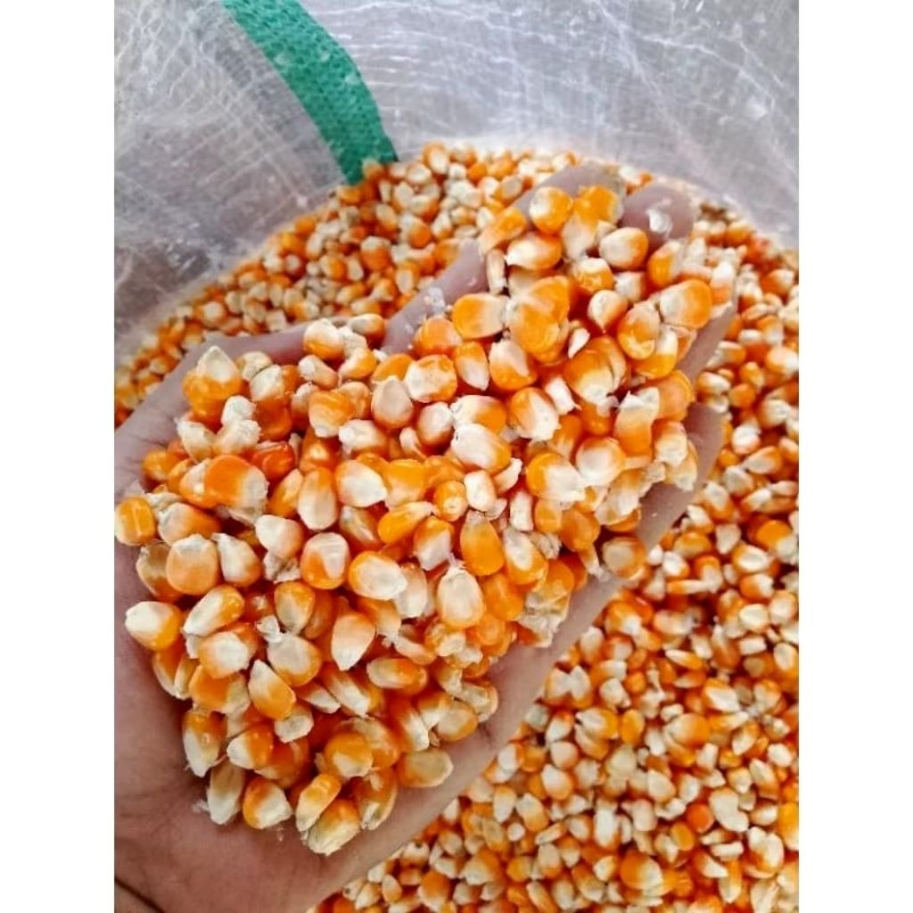 Jagung Kering Pakan Burung Dara Merpati Repack 1kg - Jagung Pipil Pakan Ayam - Jagung Utuh Kering Pa