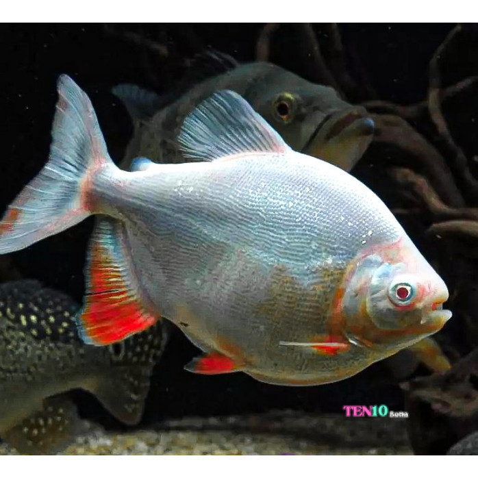 Pacu Albino 6-9 cm  / Ikan Predator / Ikan Hias Aquascape