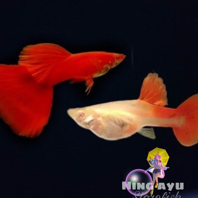 hiasan aquarium guppy ikan gupi red mozaik sepasang afp gold txd all varian