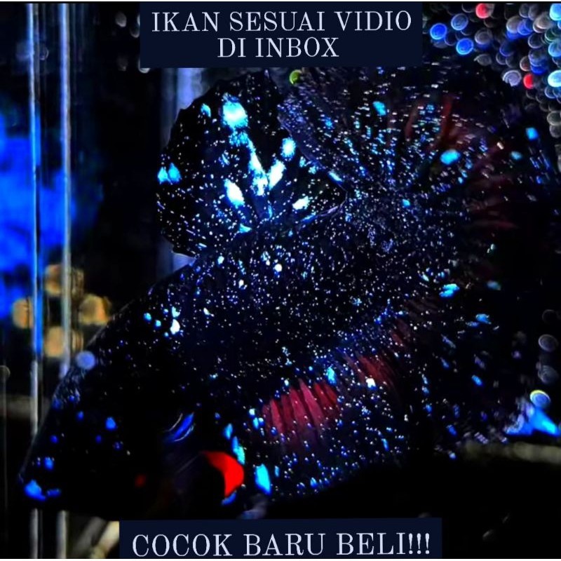 AKSESORIS AQUARIUM SEPASANG CUPANG BLACK AVATAR