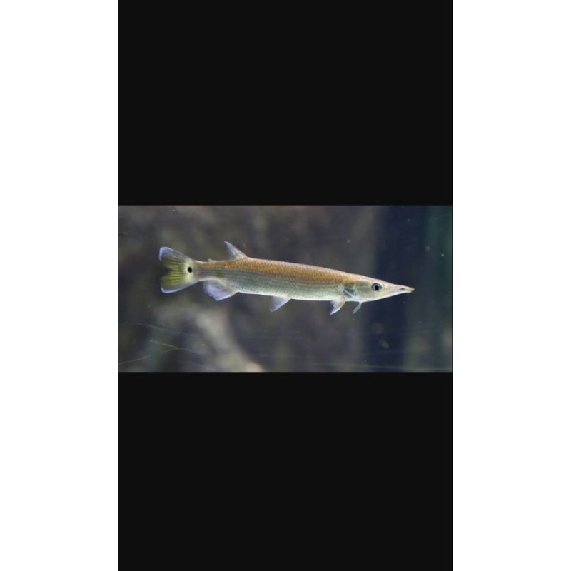 Hiasan Ikan Hujeta Gar Ukuran 8-9cm