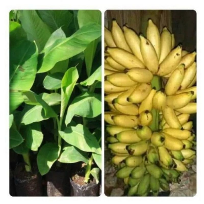 Bibit Pisang Lampung