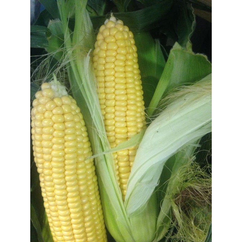 TERMURAH 300++ BIJI BENIH JAGUNG MANIS UNGGULAN