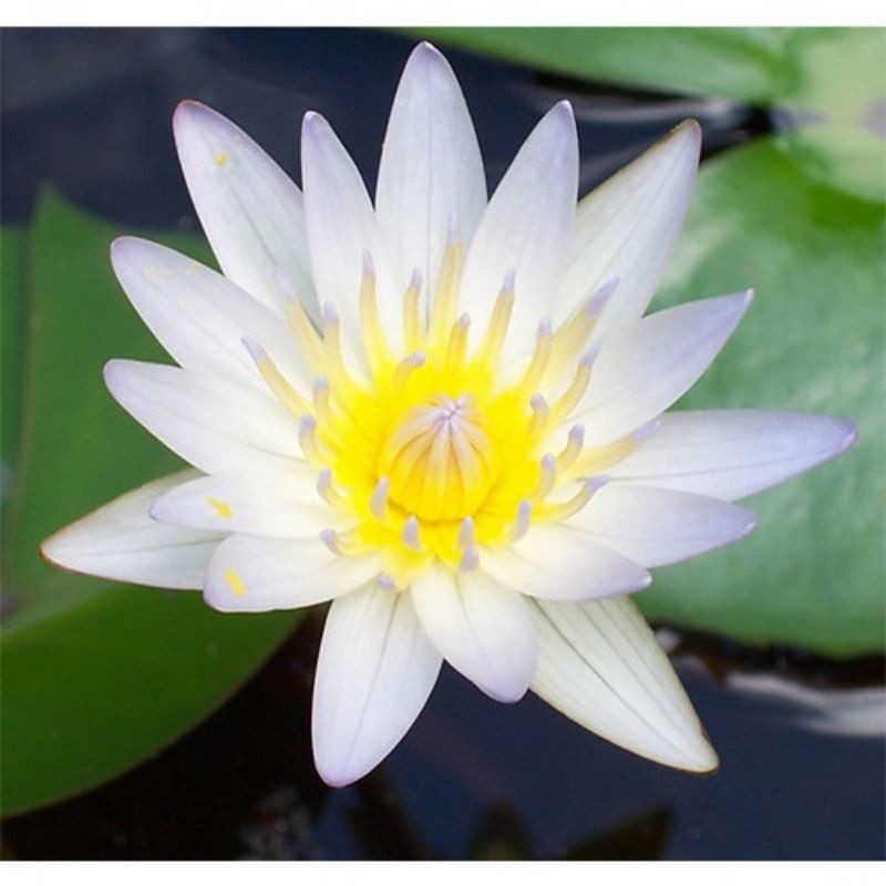 Tanaman hias TERATAI sudah berbunga, Tanaman Air Teratai, Teratai Air