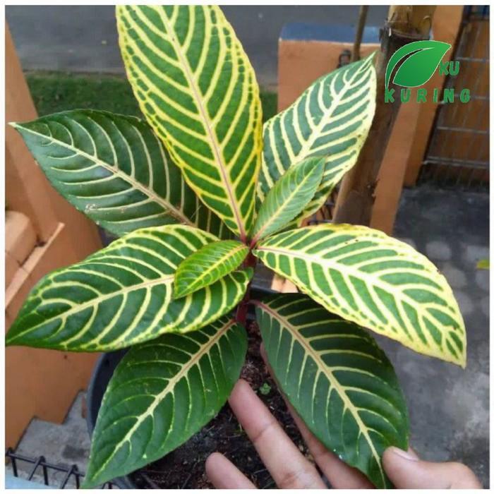 Tanaman Aphelandra kuning - daun hijau garis kuning - Zebra plant cod