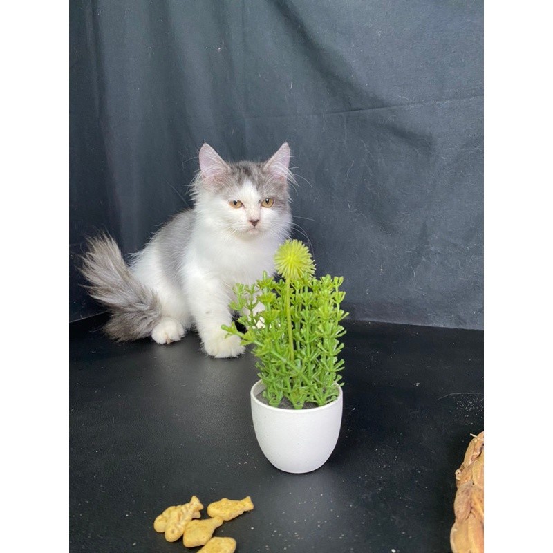 Kucing Persia Jantan (Abu-Putih) | Kitten Persian Long Hair