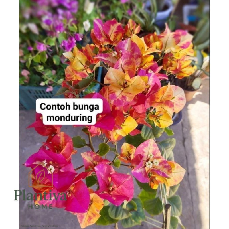 Citra Monduring Original Bugenvil Cimon Bunga