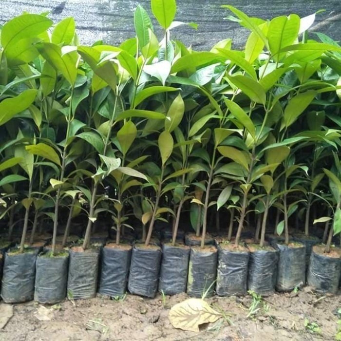 BIBIT MANGGIS SUPER