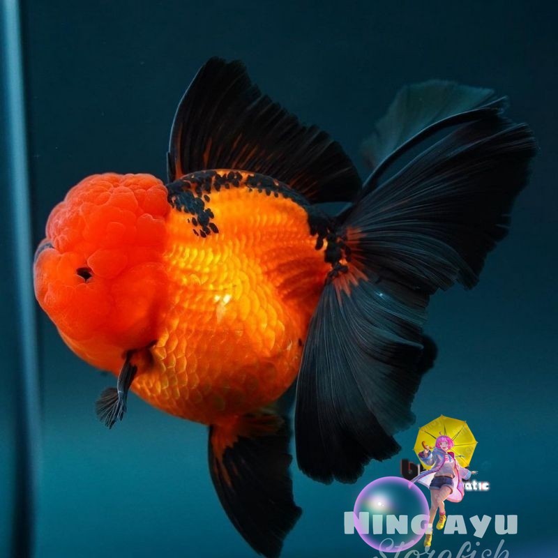 Kebutuhan aquarium MAS KOKI ORANDA BLACK GOLD GRADE A+ 7-9 CM