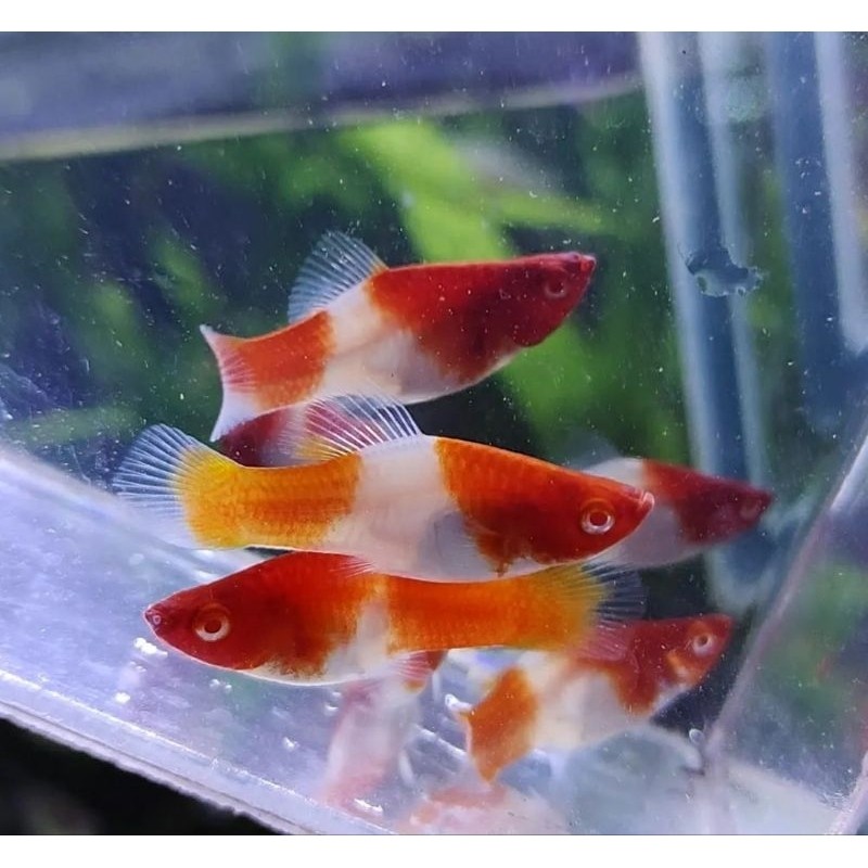 ikan hias platy santa / platy kohaku merah putih ternakan sendiri