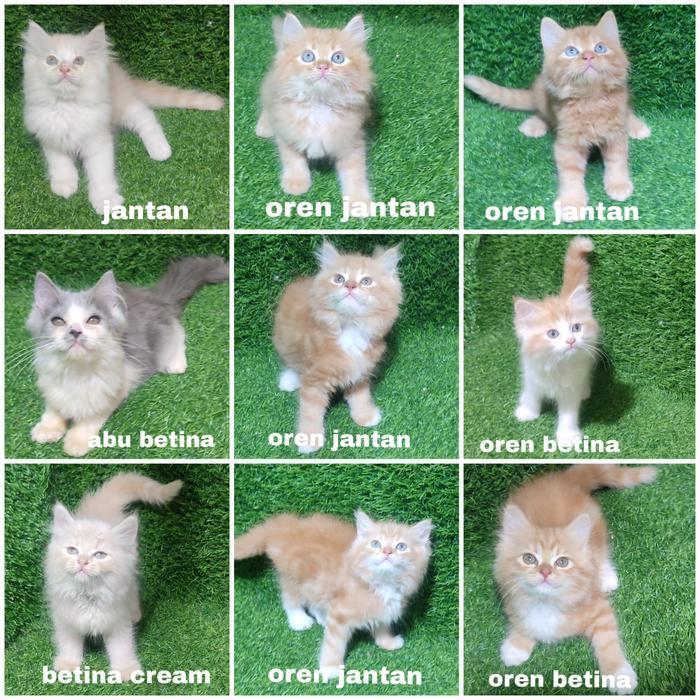 Jual Kitten Persia Anak Kucing Angora Flatnose - 1 Ekor Kucing dengan Pilihan Warna Jantan, Oren Jan
