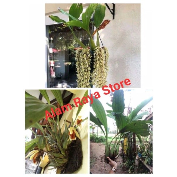 paket anggrek coelogyne spesies 3 jenis - paket anggrek spesies