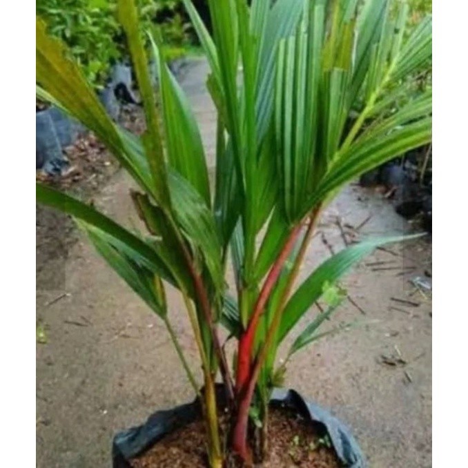 (  BISA COD ) Promo Termurah Tanaman hias palem merah Tanaman Hias palem botol merah