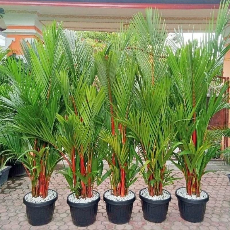 TANAMAN HIAS PALEM MERAH ASLI PALM MERAH